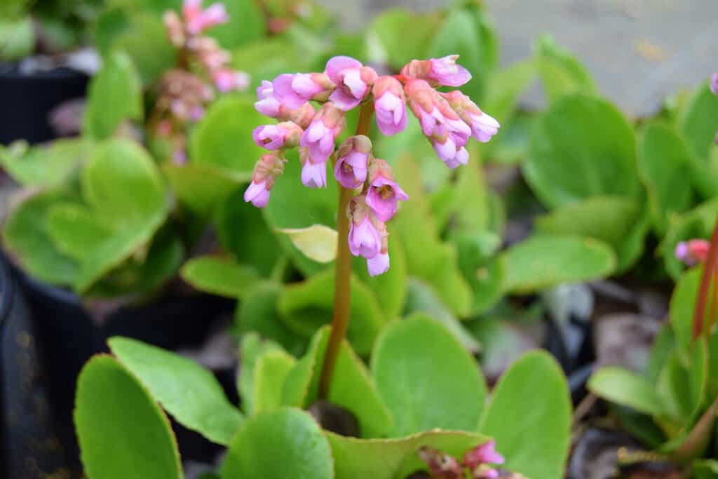 Bergenia 'Baby Doll' ---